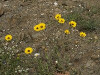 Reichardia tingitana 11, Saxifraga-Willem van Kruijsbergen
