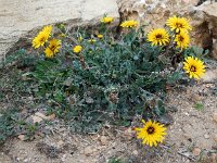 Reichardia tingitana 12, Saxifraga-Ed Stikvoort