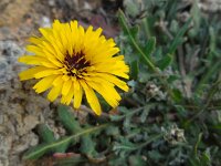 Reichardia tingitana 13, Saxifraga-Ed Stikvoort