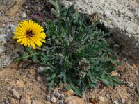 Reichardia tingitana 14, Saxifraga-Ed Stikvoort