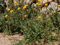 Reichardia tingitana 16, Saxifraga-Peter Meininger