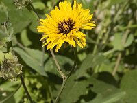 Reichardia tingitana 3, Saxifraga-Jan van der Straaten