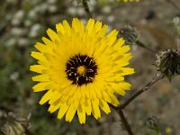 Reichardia tingitana 6, Saxifraga-Willem van Kruijsbergen