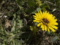 Reichardia tingitana 7, Saxifraga-Willem van Kruijsbergen