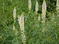 Reseda alba 10, Witte reseda, Saxifraga-Ed Stikvoort