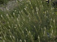 Reseda alba 2, Witte reseda, Saxifraga-Willem van Kruijsbergen