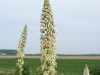 Reseda alba 8, Witte reseda, Saxifraga-Ed Stikvoort