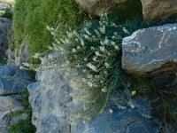 Reseda glauca