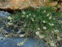 Reseda glauca 2, Saxifraga-Ed Stikvoort : Espinama - Fuente Dé - Regugio de Aliva s9900