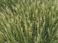 Reseda glauca 3, Saxifraga-Jan van der Straaten