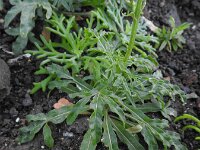 Reseda lancerotae