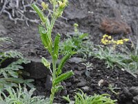 Reseda lancerotae 2, Saxifraga-Michiel Drok