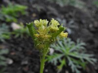 Reseda lancerotae 3, Saxifraga-Michiel Drok