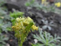 Reseda lancerotae 4, Saxifraga-Michiel Drok