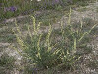 Reseda lutea 33, Wilde reseda, Saxifraga-Willem van Kruijsbergen