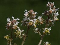 Reseda media 2, IJle reseda, Saxifraga-Willem van Kruijsbergen