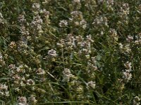 Reseda media 3, IJle reseda, Saxifraga-Willem van Kruijsbergen
