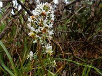 Reseda media 5, IJle reseda, Saxifraga-Ed Stikvoort