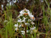 Reseda media 9, IJle reseda, Saxifraga-Ed Stikvoort
