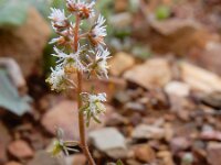 Reseda phyteuma 10, Kleine reseda, Saxifraga-Ed Stikvoort