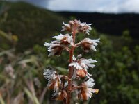 Reseda phyteuma 11, Kleine reseda, Saxifraga-Ed Stikvoort