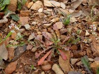 Reseda phyteuma 12, Kleine reseda, Saxifraga-Ed Stikvoort