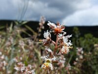 Reseda phyteuma 13, Kleine reseda, Saxifraga-Ed Stikvoort