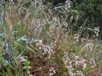 Reseda phyteuma 14, Kleine reseda, Saxifraga-Ed Stikvoort