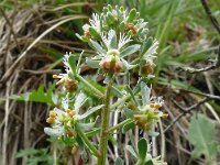 Reseda phyteuma 15, Kleine reseda, Saxifraga-Hans Grotenhuis