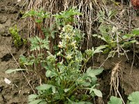 Reseda phyteuma 16, Kleine reseda, Saxifraga-Hans Grotenhuis