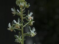 Reseda phyteuma 2, Kleine reseda, Saxifraga-Jan van der Straaten