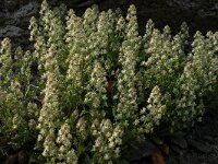 Reseda phyteuma 3, Kleine reseda, Saxifraga-Jan van der Straaten