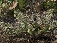 Reseda phyteuma 4, Kleine reseda, Saxifraga-Willem van Kruijsbergen