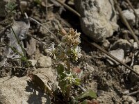 Reseda phyteuma 5, Kleine reseda, Saxifraga-Willem van Kruijsbergen