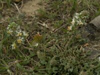 Reseda phyteuma 6, Kleine reseda, Saxifraga-Willem van Kruijsbergen