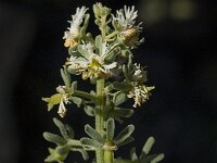 Reseda phyteuma 7, Kleine reseda, Saxifraga-Jan van der Straaten