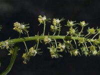 Reseda phyteuma 8, Kleine reseda, Saxifraga-Willem van Kruijsbergen