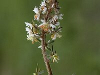 Reseda phyteuma 9, Kleine reseda, Saxifraga-Jan van der Straaten