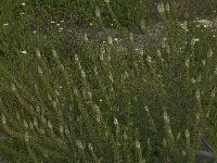 Reseda suffruticosa 3, Saxifraga-Jan van der Straaten