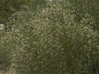 Retama monosperma 12, Saxifraga-Jan van der Straaten