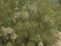 Retama monosperma 17, Saxifraga-Jan van der Straaten