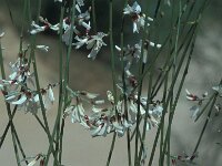 Retama monosperma 20, Saxifraga-Jan van der Straaten