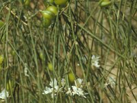 Retama monosperma 21, Saxifraga-Jan van der Straaten