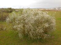 Retama monosperma 22, Saxifraga-Ed Stikvoort