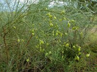 Retama monosperma 26, Saxifraga-Ed Stikvoort