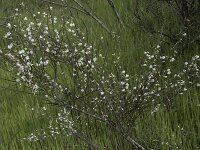 Retama monosperma 31, Saxifraga-Willem van Kruijsbergen