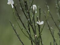 Retama monosperma 32, Saxifraga-Willem van Kruijsbergen