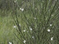 Retama monosperma 33, Saxifraga-Willem van Kruijsbergen