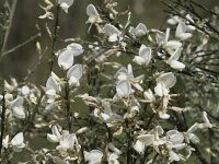 Retama monosperma 34, Saxifraga-Willem van Kruijsbergen