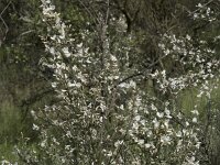Retama monosperma 35, Saxifraga-Willem van Kruijsbergen